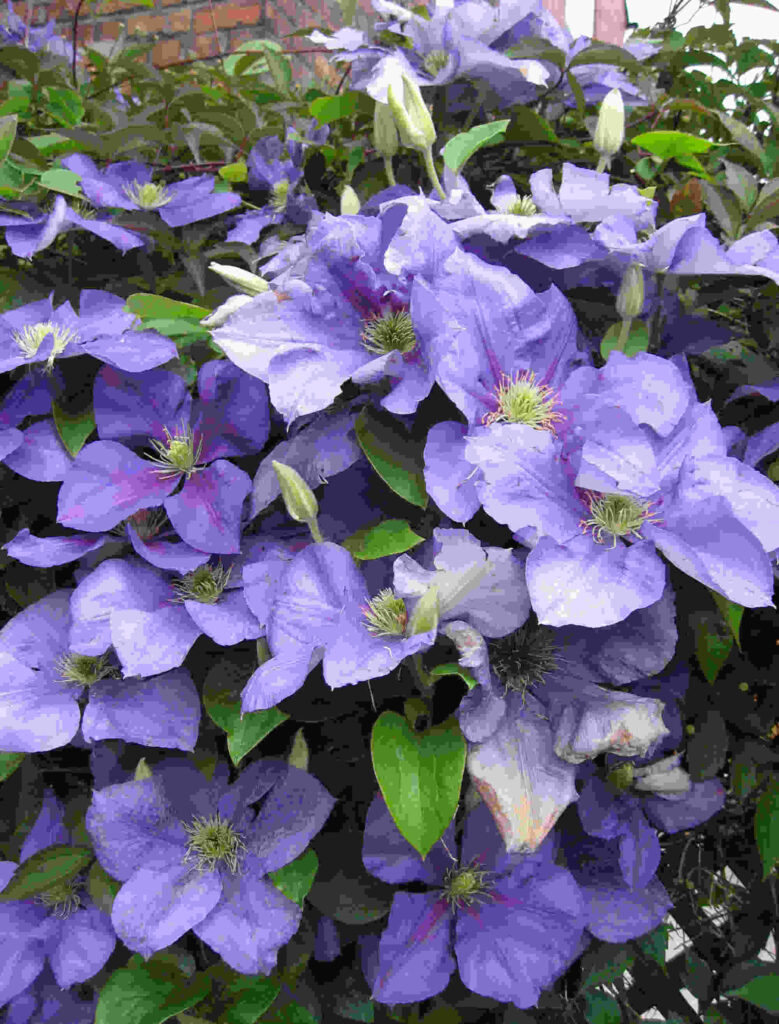 Portrait close-up view of lavender coloured large-flowered clematis with a few green leaves