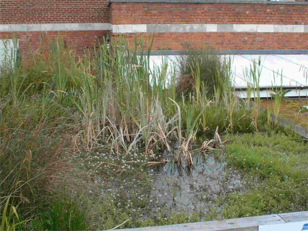 A view of the pool with rushes on top of Unicorn in their roof garden